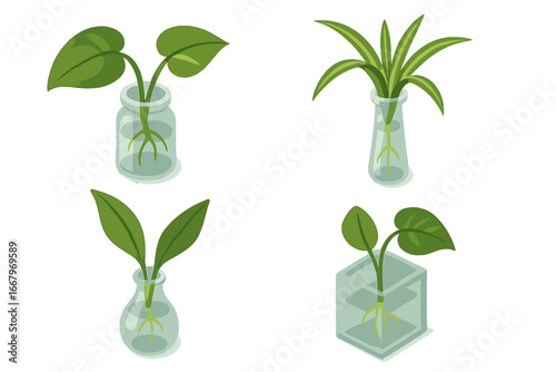 Isometric Flat Icon Set of Houseplant Cuttings Propagation with Pothos, Spider Plant, Peace Lily, and Rooted Plant Cuttings in Transparent Containers