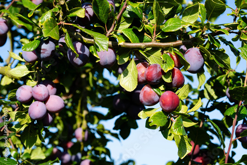 Pflaumen prunus domestica im Alten Land bei Hamburg