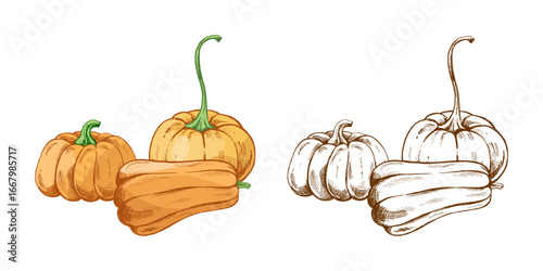 Hand drawn vintage set of decorative pumpkins with stem in color and monochrome engraving sketch style isolated vector illustration