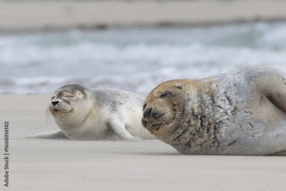 Fototapeta premium Seal resting on the beach in The Netherlands