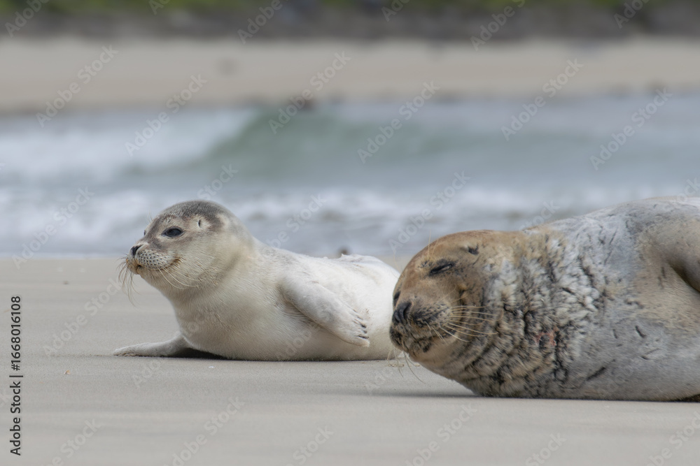 Fototapeta premium Seal resting on the beach in The Netherlands