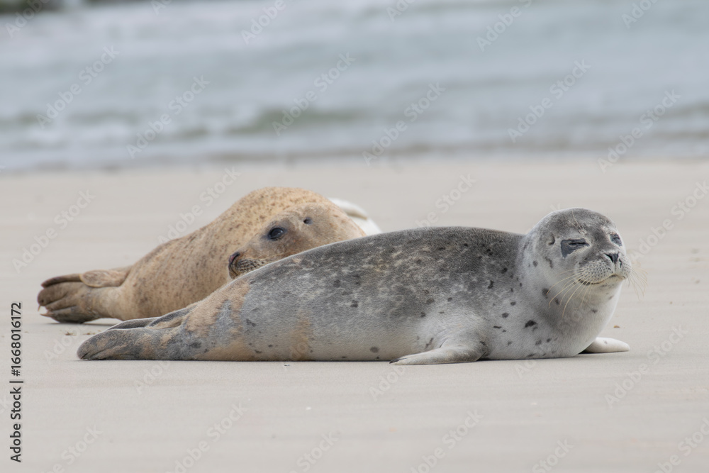 Fototapeta premium Seal resting on the beach in The Netherlands