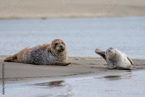 Foto Seal resting on the beach in The Netherlands