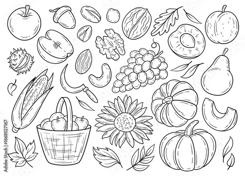 Harvest vegetables and fruits isolated clip art, black and white line art, food doodles detailed illustration, hand drawn veggies stickers outline drawings, organic food doodle illustration, contours