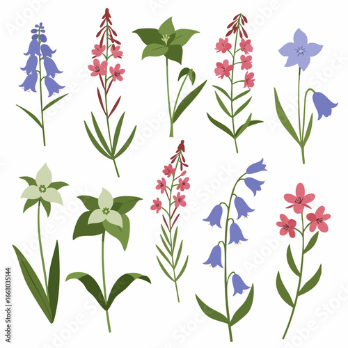 Stylized Wildflower Collection: Bluebells, Fireweed, and Trillium Illustrations