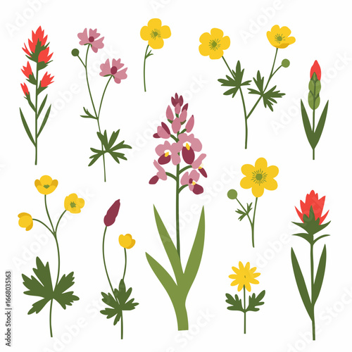 Colorful Floral Illustrations Depicting Various Wildflower Species in Bloom