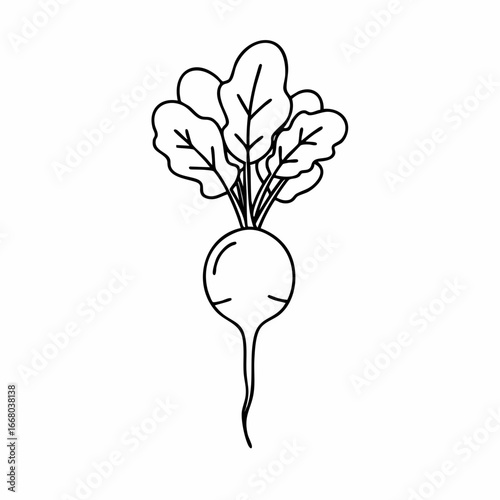 Stylized Radish Illustration with Broad Leaves and a Slender Root