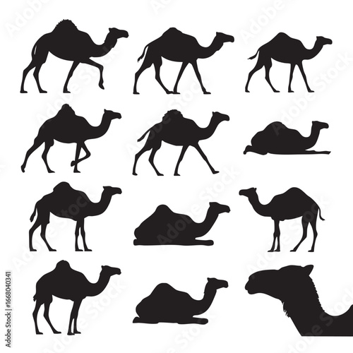 Silhouette of Camels Collection in various poses on a White Background Desert Animals Caravan Travel Concept Middle Eastern Mammals