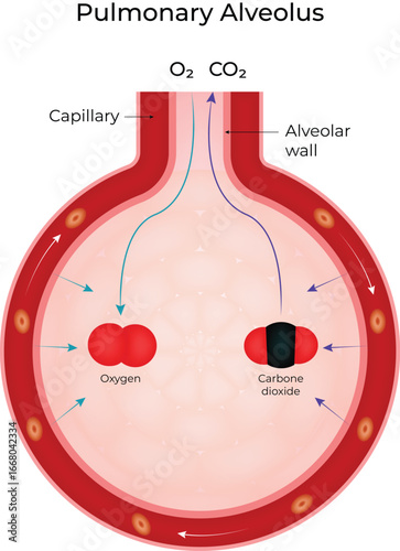 Pulmonary alveolus diagram oxygen and carbon dioxide exchange