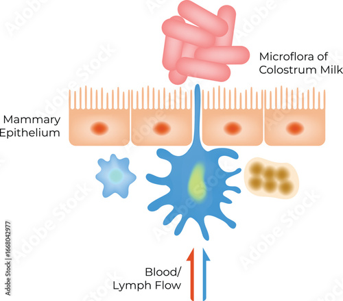 Colostrum Milk Microflora and Mammary Epithelium Interaction