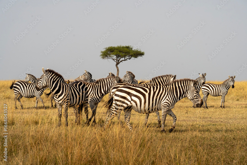Obraz premium Herd of zebras grazing in the African savannah with a lone acacia tree in the background. A classic safari scene symbolizing wildlife, nature, and the beauty of Africa’s iconic striped animals.