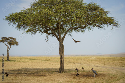 Large acacia tree in the African savannah with vultures and a marabou stork beneath, one bird in flight. A classic safari scene symbolizing wilderness, survival, and the raw beauty of nature.
