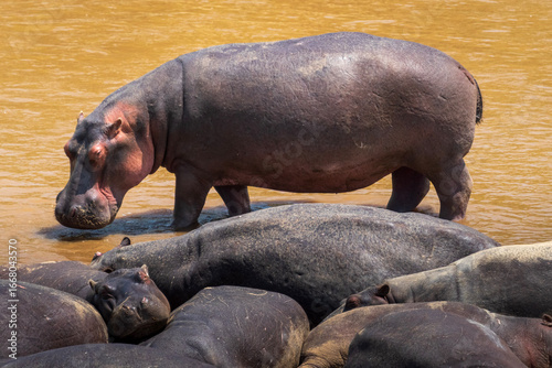 Group of hippos resting in the river, with one standing in the shallow water. A wildlife scene from an African safari showing the massive size, strength, and behavior of these unique animals.