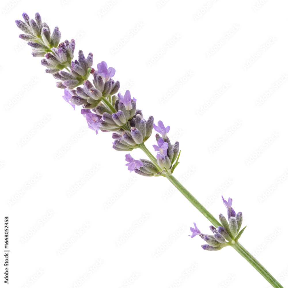 Obraz premium Fresh Lavender Sprig with Purple Blooms and Green Stem on Transparent Background
