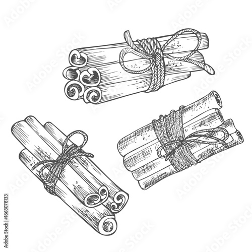 Cinnamon stick seed plant . Hand drawn sketch vector illustration isolated on white. Spicy herbs. Cinnamon Doodle design cooking ingredient for food, dessert. Seasoning spice herb.