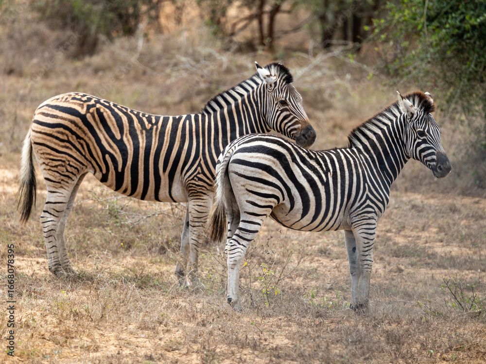 Obraz premium Zebra in Kissama National Park Angola Safari 