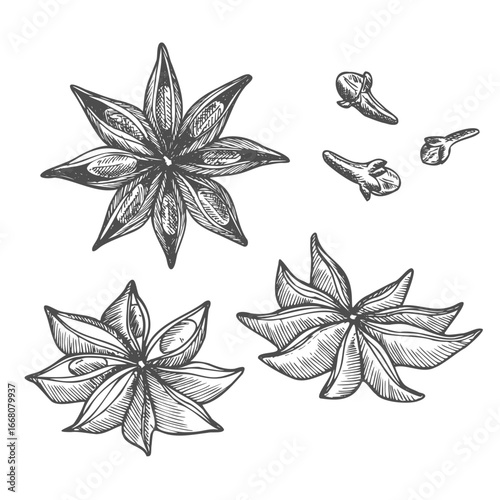 Star anise spice vector hand drawn illustration in sketch style. Shaded black and white drawing for packaging and design. Line art of aromatic plant