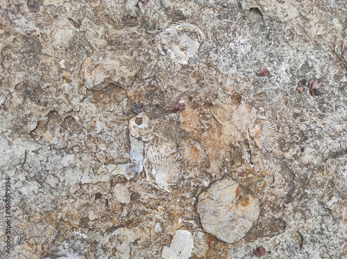texture sandstone shell. historical fossils. Texture historical. texture archaeological. ancient texture