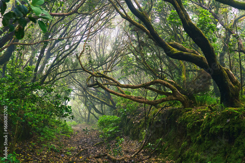 Hiking trail through Anaga laurel forest