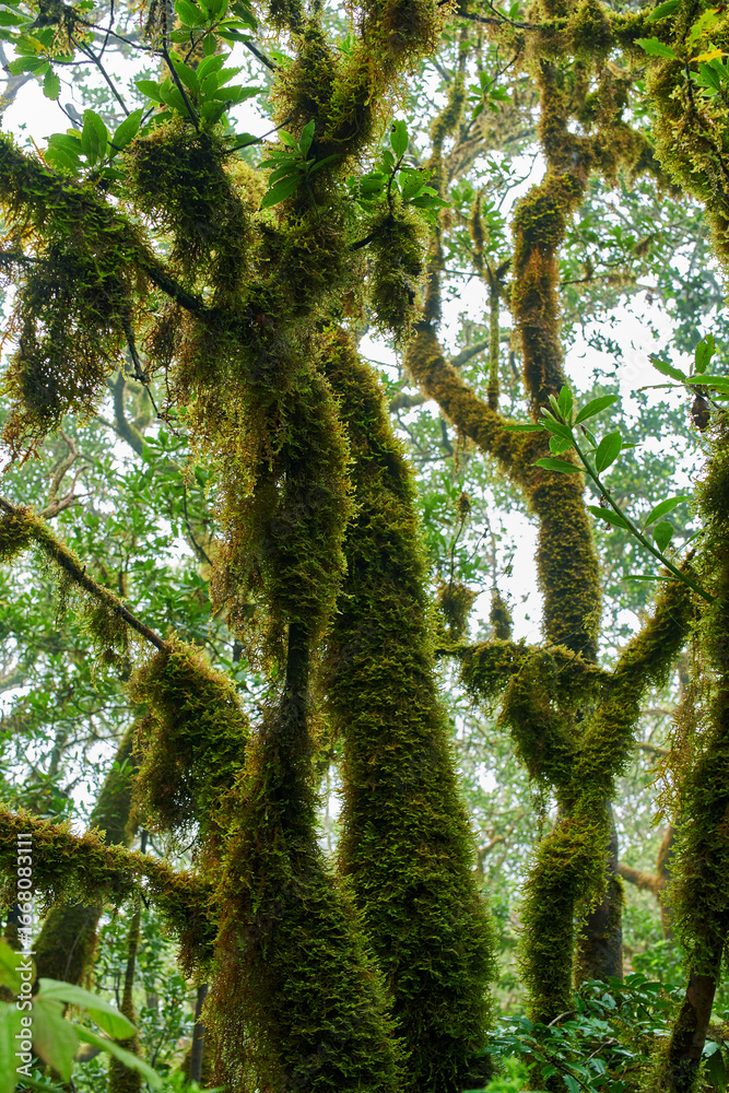 Fototapeta premium Mossy trees in laurisilva canopy