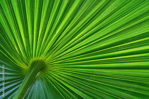 Unique A-shaped palm frond showcasing vibrant green textures