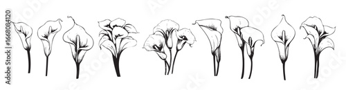 calla lily set sketch hand drawn vector illustration 