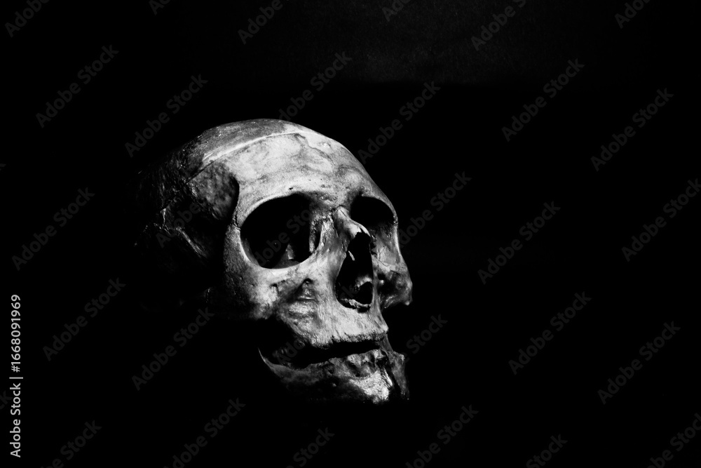 Fototapeta premium Head Of Black