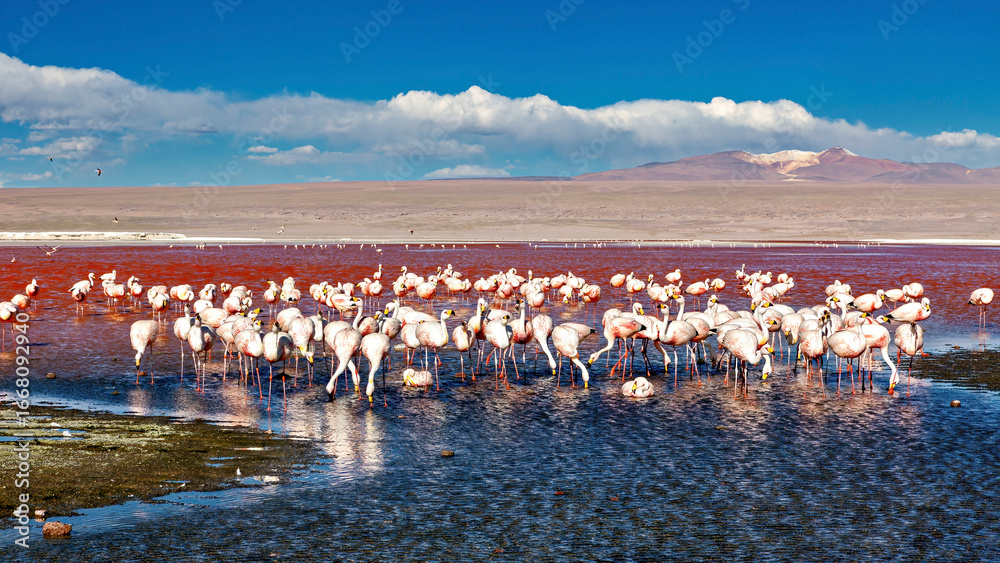 Fototapeta premium The Jamesflamingos of the Laguna Colorada in Bolivia