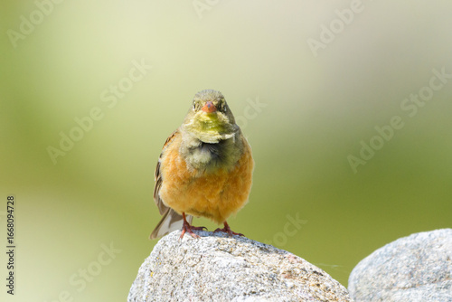 Ortolan bunting male perched singing