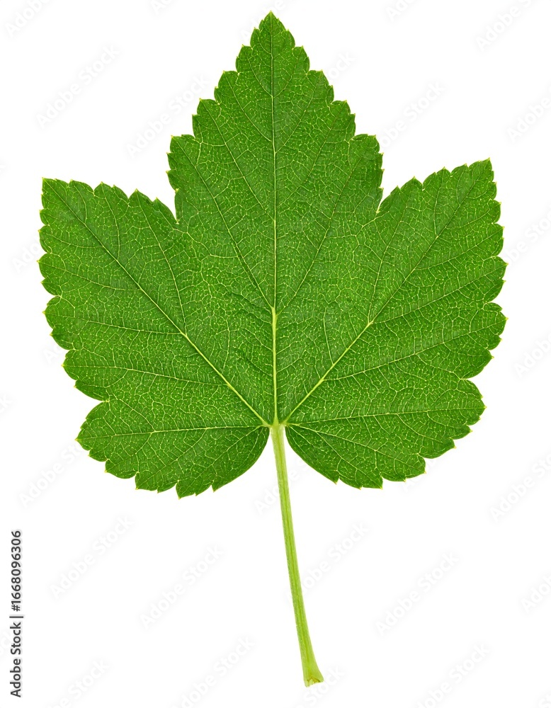 Fototapeta premium Close-up green leaf