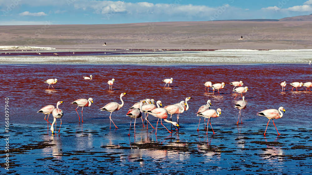 Fototapeta premium The Jamesflamingos of the Laguna Colorada in Bolivia