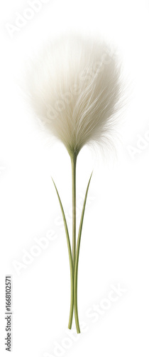 Hare's-tail cottongrass tuft with dense, silky white fibers and slender stems
