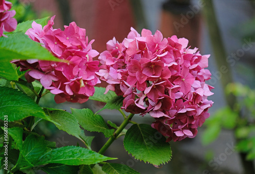 Pink hydrangea in the summer garden