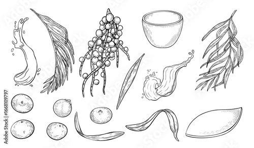 Acai berries, juice splash black white vector clipart. Fresh berries and kitchen utensils outline illustration isolated. Superfood botanical elements hand drawn ink. Fruit, leaf for design packaging.