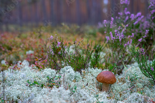 A brown-cap mushroom stands among white moss and forest plants in soft natural light – a quiet moment from Estonia’s woodland undergrowth