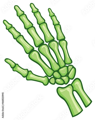 Cartoon Green Skeleton Hand Bone Structure Illustration on White