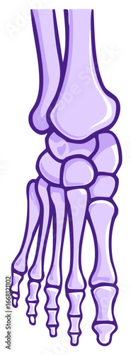 Anatomical illustration of a foot skeleton. Medical illustration with foot bones visible.
