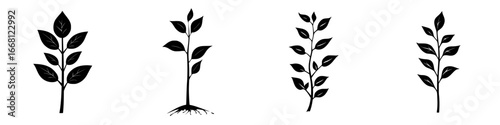 Growing plants through various stages of development from seedling to maturity in a simple design