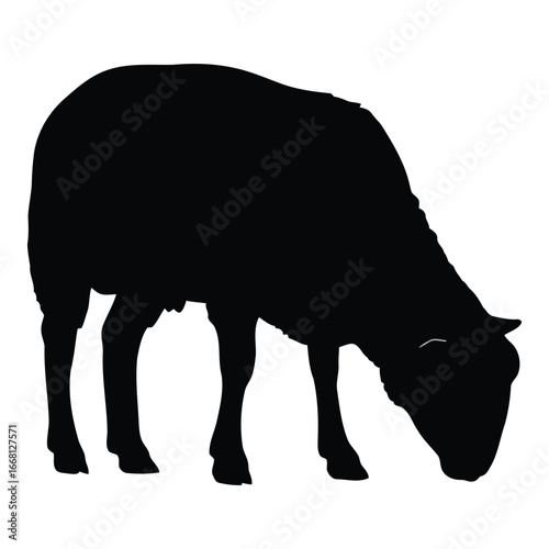 Silhouette of a sheep grazing peacefully in a field animal livestock farm agriculture domestic nature silhouette