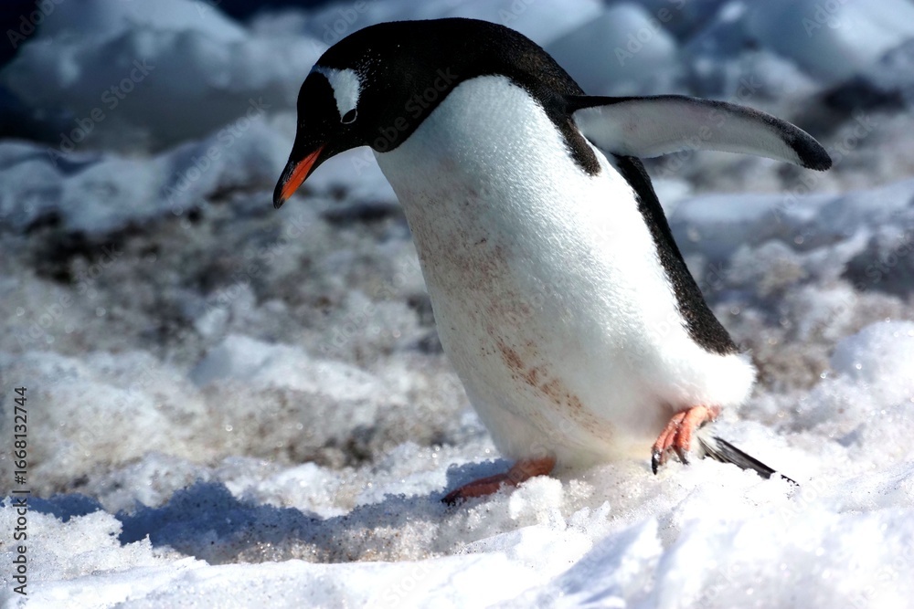 Fototapeta premium Adélie and Gentoo Penguins in Antarctic Snow Landscape – Wildlife Photography