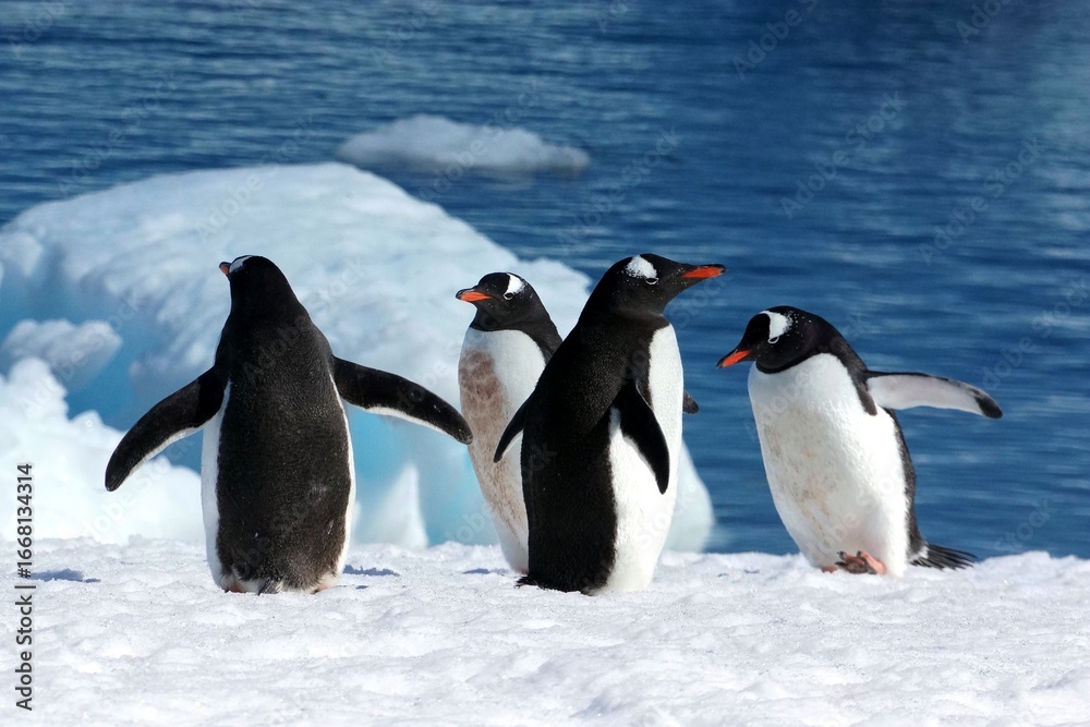 Fototapeta premium Adélie and Gentoo Penguins in Antarctic Snow Landscape – Wildlife Photography