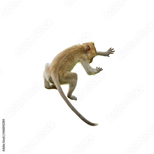 Back view, Brown Monkey or Macaca jumping from height. It leaping floats in the air with shock, falling from a height due to gravity Isolated on white background with clipping path and transparent