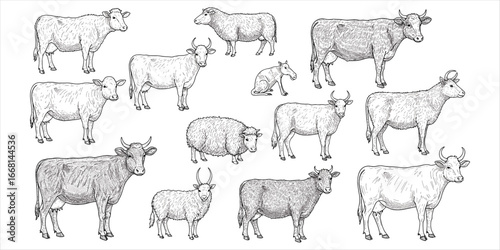 Farm Livestock Drawings with Cows, Sheep, and Calf on White animal