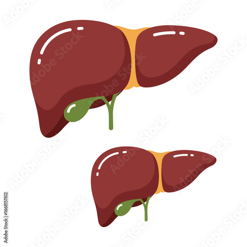 Liver and gallbladder anatomy illustration in two different views