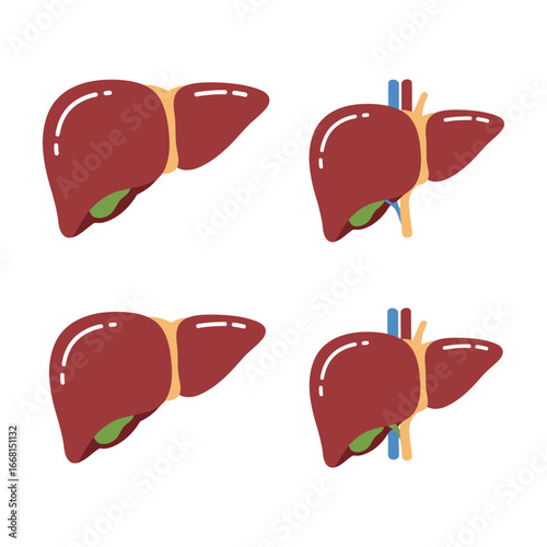 Liver anatomy illustrations with and without visible blood vessels and gallbladder
