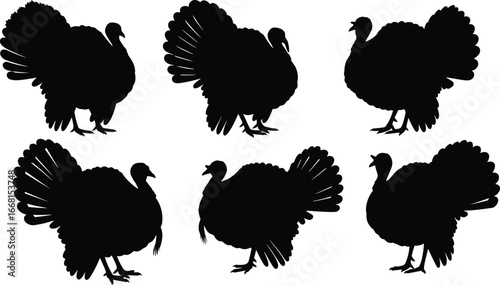 Silhouettes of six wild turkeys in various poses, black bird shapes isolated on white background, nature wildlife collection