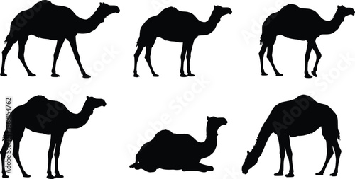 Silhouette collection of camels in various poses, desert animals, isolated on white background, perfect for wildlife, safari, and nature design