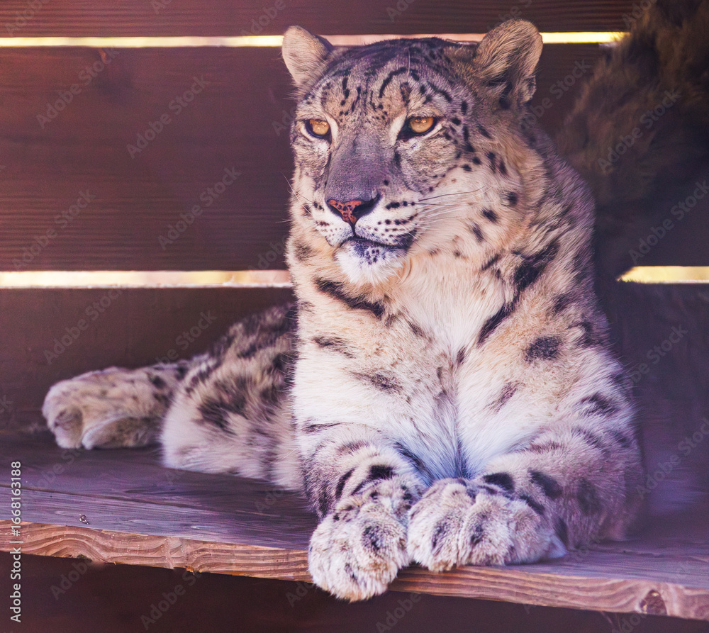 Obraz premium Panthère des neiges