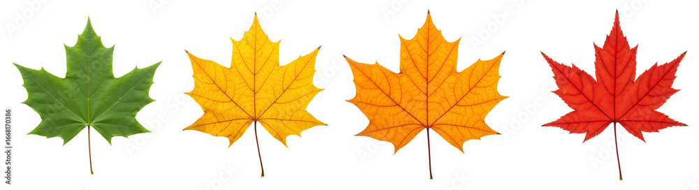 Obraz premium Autumn maple leaf set PNG. Green, yellow, orange, and red maple leaves top view flat lay isolated. Colorful maple leaves PNG. Autumn leaf set with seasonal shades of green, yellow, orange and red
