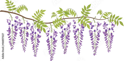 Delicate purple wisteria blooms cascade elegantly from a leafy branch